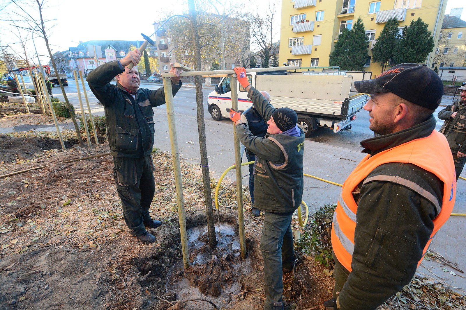 Így ültették az ostorfa sort a Királykúton